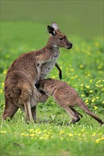 Kangaroo Island grey kangaroo (Macropus fuliginosus fuliginosus), young animal, Kangaroo Island,