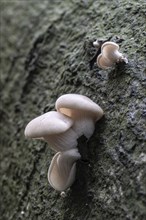 Branched oyster fungus (Pleurotus cornicopiae), Emsland, Lower Saxony, Germany, Europe