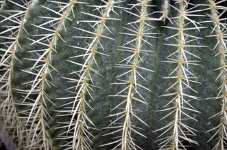 Golden globe cactus, Echinocactus grusonii, mother-in-law's chair, Mexico, Central America