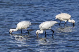 Eurasian spoonbills, common spoonbill (Platalea leucorodia) juvenile with two adults foraging in