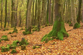 Forest in autumn with dense foliage and high mossy tree trunks, quiet atmosphere, Altenbuch,