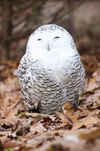 Snowy owl (Bubo scandiacus) sitting on the ground, Germany, Europe