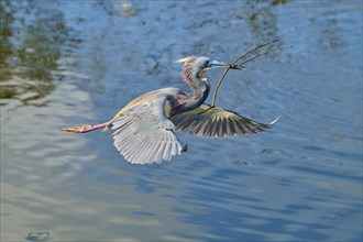 Tricolored Heron (Egretta tricolor), fly, with a branch, spring, Wakodahatchee Wetlands, Delray