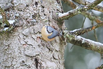 Eurasian nuthatch (Sitta europaea) on a tree trunk in winter, Bavaria, Germany, Europe