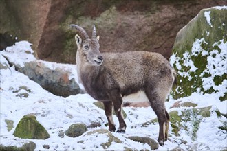 Alpine ibex (Capra ibex) female in winter, snow, Bavaria, Germany, Europe