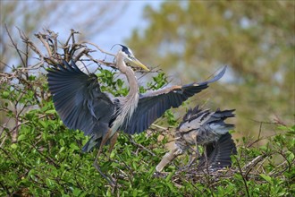 Two Great blue heron (Ardea herodias), with outstretched wings perched on branches surrounded by