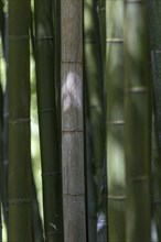 Close-up of green bamboo stalks in the forest