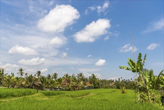 Resort in the rice paddies of Ubud in Bali, Indonesia, Asia