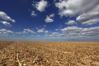 Romania, in the south of the country, maize field after harvest, harvested, stubble field, Europe