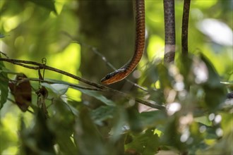 American whipsnake (Mastigodryas melanolomus), slithering on a branch, in the rainforest, Corcovado