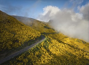 Aerial view of road among yellow Cytisus blooming shrubs near Pico do Arieiro, Portugal in clouds