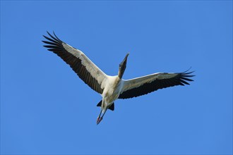 Wood Stork (Mycteria americana), with outstretched wings flying through a clear blue sky,