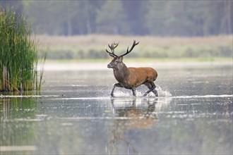 Red deer (Cervus elaphus) stag crossing pond in the mist at forest's edge during the rut in autumn,