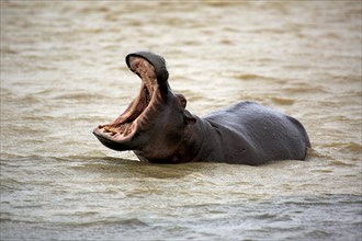 Hippopotamus (Hippopatamus amphibius), adult, in water, threatening, yawning, Saint Lucia Estuary,