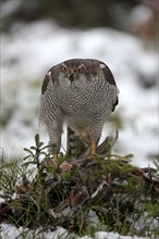 Goshawk (Accipiter gentilis), adult in winter, in the snow, on prey, Zdarske Vrchy,