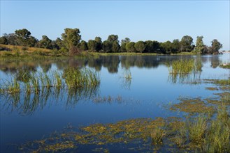 A calm lake with aquatic plants and trees whose reflections are visible in the water, under a clear