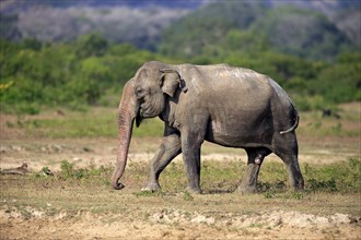 Asian elephant (Elephas maximus maximus), Sri Lanka Elephant, adult male foraging, Yala National