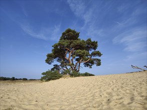 Pine tree in the De Pollen dune landscape, De Hoge Veluwe National Park, Otterlo, province of