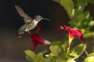 Anna's hummingbird (calypte anna) enjoying the red mandevilla