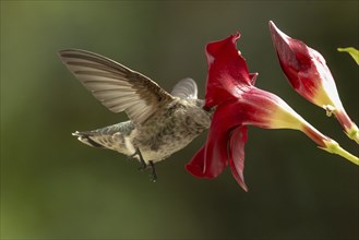 Anna's hummingbird (calypte anna) enjoying the red mandevilla