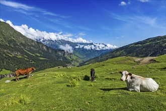 Serene peaceful landscape background, cows grazing on alpine meadow in Himalayas mountains.