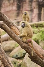 Guinea baboon (Papio papio) sitting on a tree trunk, Bavaria, Germany Europe