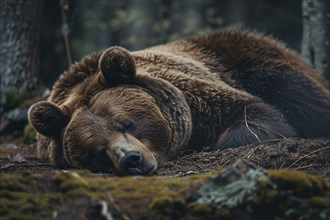 Grizzly bear sleeping on forest ground. Generative Ai, AI generated