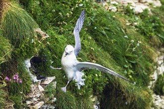 Northern Fulmar, Fulmarus glacialis, bird on the cliff, Bempton Cliffs, North Yorkshire, England,