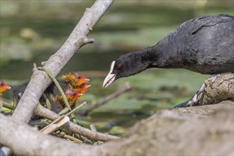 Eurasian burbot (Fulica atra) feeding its chicks. Bas Rhin, Alsace, France, Europe