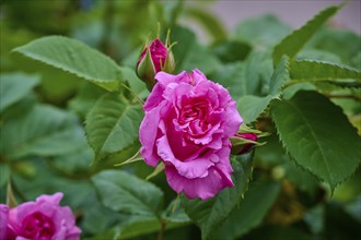 A pink rose in full bloom with green leaves in the background, Miltenberg, Bavaria, Germany, Europe