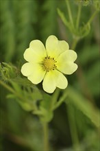 Golden cinquefoil (Potentilla aurea), yellow flower, medicinal plant, on a forest path, Wilnsdorf,