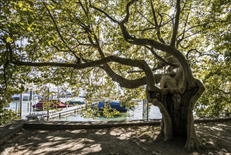 Lake promenade, Ludwigshafen, Bodman-Ludwigshafen, Constance district, Lake Constance,