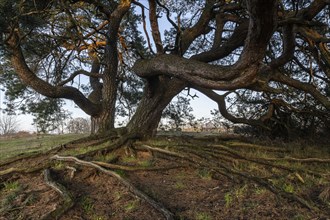 Old Scots pine (Pinus sylvestris), Emsland, Lower Saxony, Germany, Europe