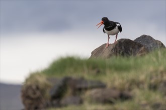 Oystercatcher (Haematopus ostralegus) standing on stone, Hvalfjörður, Iceland, Europe