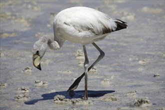 Juvenile James's Flamingo (Phoenicoparrus jamesi) foraging in shallow water at the salt lake Laguna