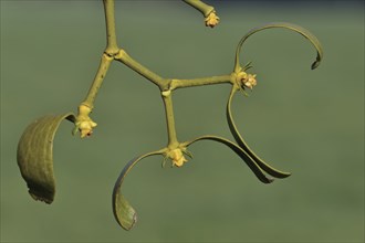 European Mistletoe (Viscum album) close-up, Luxembourg, Europe