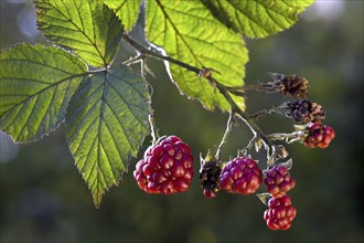 Berries and leaves of blackberry (Rubus fruticosus)