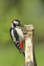 Great spotted woodpecker (Dendrocopos major), male, sitting on dead wood while foraging, Wilnsdorf,