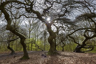 Cripple dwarf beeches, deformed trees at Witches' Forest, Semper Forest Park near Lietzow on the