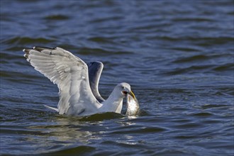 European herring gull (Larus argentatus) swimming at sea with big fish prey in beak