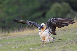 Old bearded vulture (Gypaetus barbatus), sheep's foot, Catalonia, Pyrenees, Spain, Europe