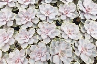 Small succulent plants background. greenhouse, top view, floral texture