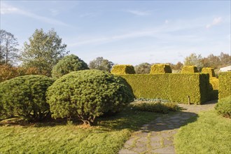 Cottage garden with green lawn, trees, hedges, trimmed bushes and large mountain pines. Modern