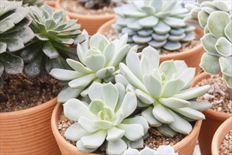 Various types of succulent in flower pots in the greenhouse. Closeup, selective focus