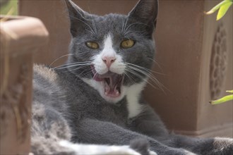 Yawning felidae (Felis catus), Mecklenburg-Western Pomerania, Germany, Europe