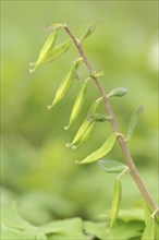 Hollow larkspur (Corydalis cava), fruit stand, North Rhine-Westphalia, Germany, Europe