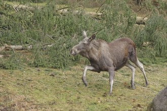 Elk, Alces alces, Bavarian Forest National Park, Bavaria, Germany, Captive, Europe