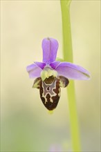 Woodcock bee-orchid (Ophrys scolopax), flower, Provence, southern France