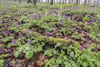 Hollow larkspur (Corydalis cava), Bad Iburg, Lower Saxony, Germany, Europe