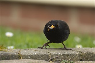 European blackbird (Turdus merula) adult male bird with a slug in its beak in a garden, England,